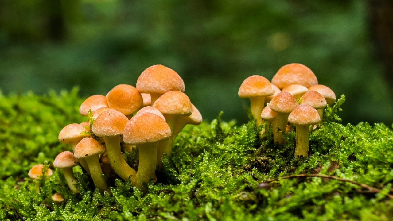 The Last of Us w prawdziwym życiu: gracz PC wraca do domu po miesiącu - widzi, że jego sprzęt został zaatakowany przez grzyba, źródło grafiki: Lucas van Oort, Unsplash.