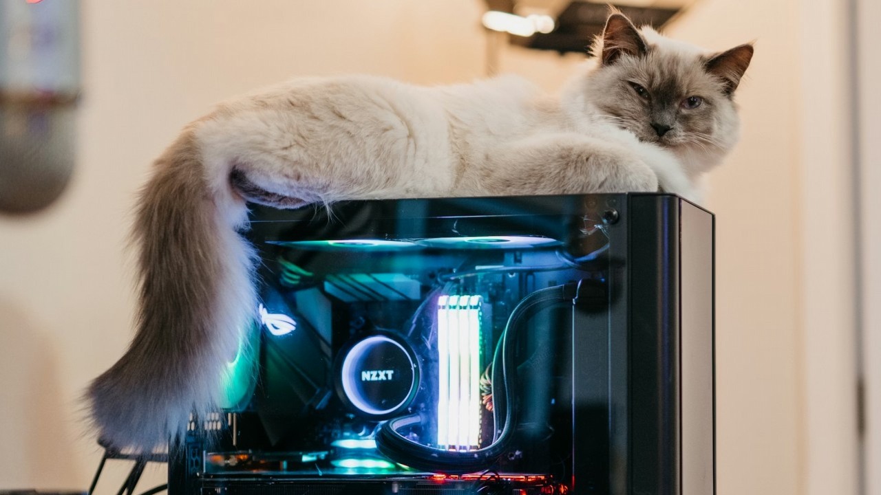 Kot ciągle wyłącza komputer gracza, ale ten stosuje rozwiązanie, które okazuje się bardzo popularne, źródło grafiki: Redd Francisco; Unsplash.com; 2020.