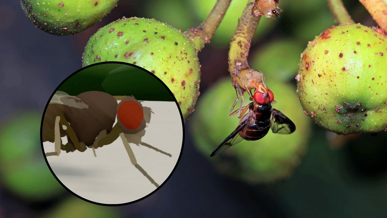 Matrix dla owadów to już fakt. Naukowcy „ożywili” muszkę owocówkę w cyfrowym świecie, źródło grafiki: David Clode; Unsplash.com; 2024 / X: @alexwg; 2026.