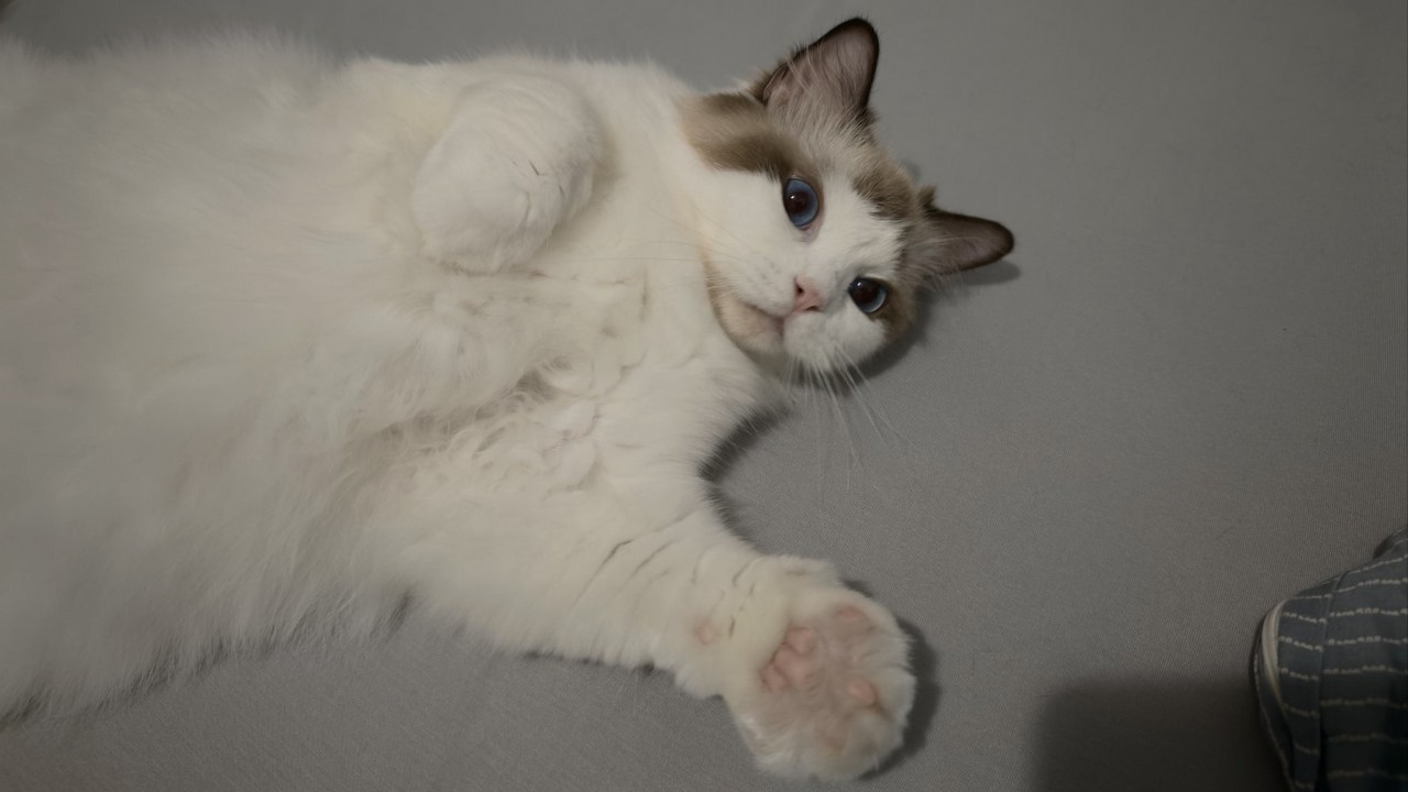 Kot ostrzegł właściciela przed awarią RTX 4090, która mogła skończyć się tragedią, źródło grafiki: PTT.