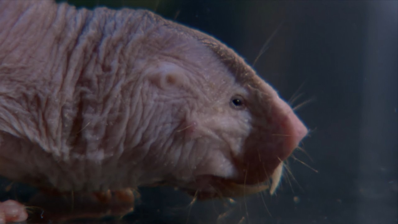 Gen z jednego z najdziwniejszych ssaków świata wydłużył życie myszy. To nowy trop w walce ze starzeniem, źródło grafiki: YouTube: wocomoWILDLIFE; 2025.