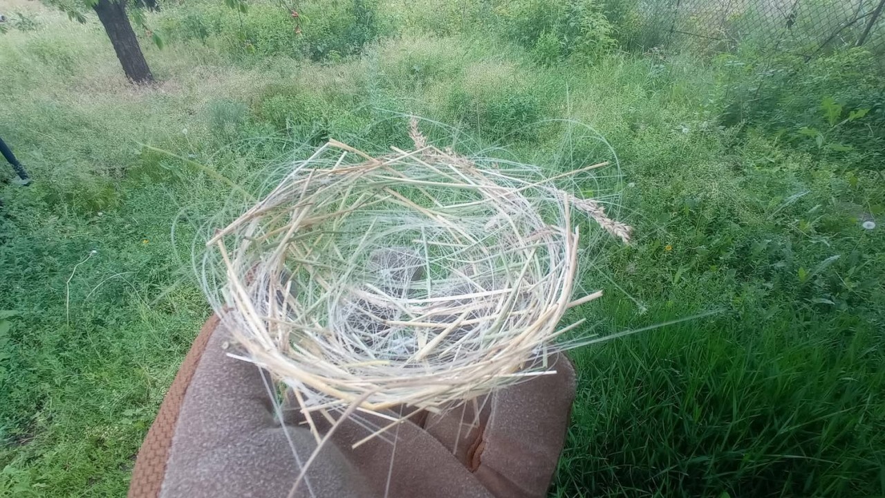 Ptaki wiją gniazda z kabli światłowodowych po dronach na ukraińskich pobojowiskach, źródło grafiki: X: @OTregub.