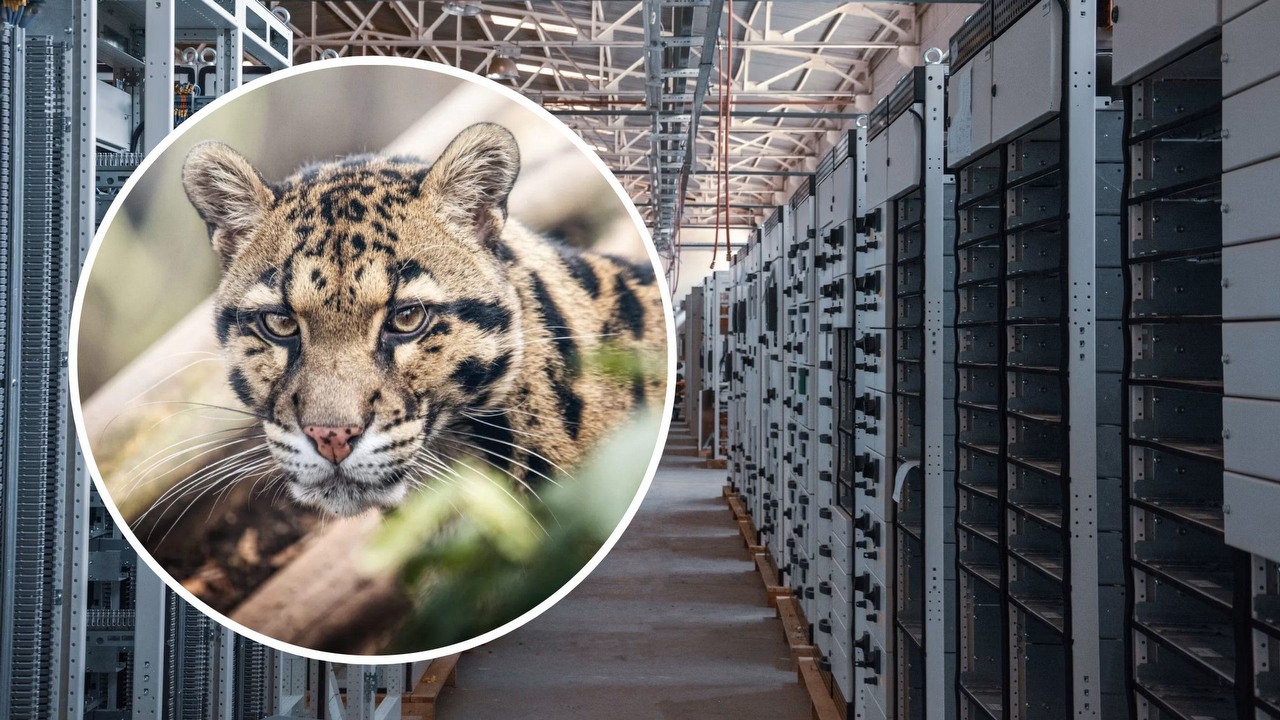 Zoo protestuje przeciw budowie centrum danych. 322 tysiące osób podpisało petycję przeciw budowie obok siedlisk zwierząt, źródło grafiki: Ismail Enes Ayhan; Unsplash.com; 2020 / Zoo Wrocław.