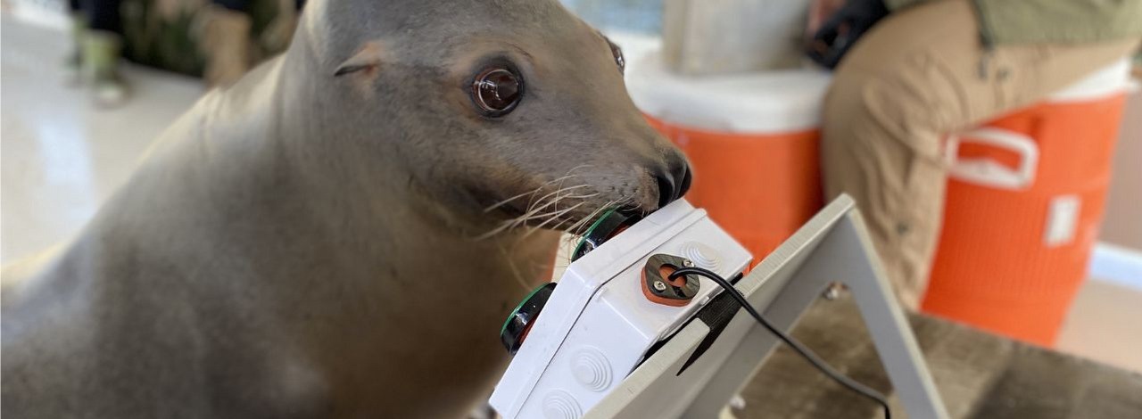 Marynarka wojenna USA uczy lwy morskie grania w gry. Zwierzaki je uwielbiają, źródło grafiki: U.S. Navy.