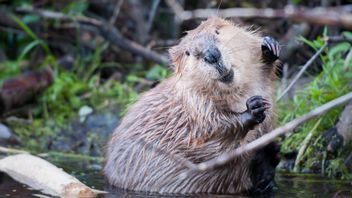 Beavers Cause Internet Blackout in Canadian Town