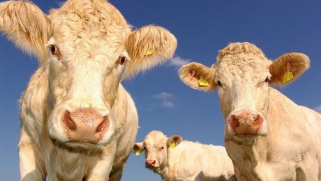 Nvidia Boasts of Success in Counting Cows